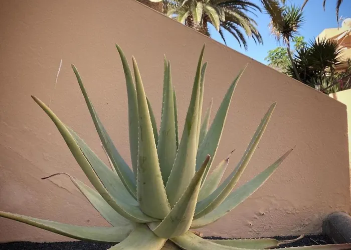Apartment Aloe Corralejo