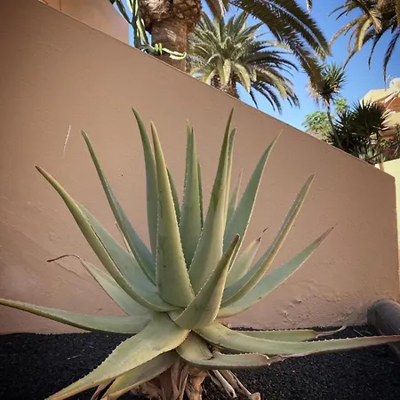 Apartament Aloe Corralejo